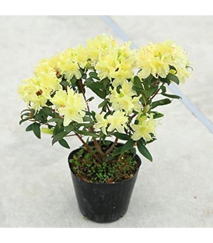 Amazon.co.jp: ツツジ 苗 シロヤシオツツジ 白八汐つつじ 白花 7号