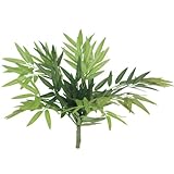 【人工植物】コグマ笹 緑