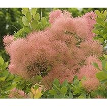 いかまるさん専用　スモークツリー　ラブリーローズ　264　リピーター価格 いかまるさん専用 スモークツリー ラブリーローズ 264