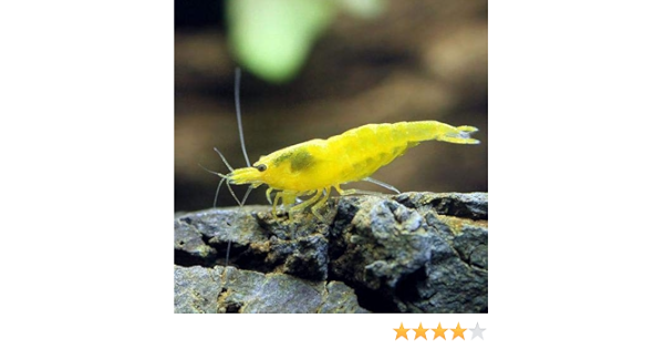 Amazon エビ イエローチェリーシュリンプ １８匹 北海道 九州 沖縄航空便要保温 Charm チャーム 観賞魚 水中生物 通販