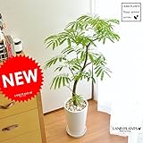 LAND PLANTS 【観葉植物】【美樹形】 エバーフレッシュ シンプル白色陶器 floor green series