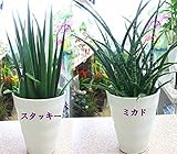 サンセベリア 「スタッキー」と「ミカド」の2鉢セット　【観葉植物】スタイリッシュでお洒落な観葉　お祝い・インテリアにおすすめ