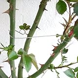 [かんたん誘引材]ローズフック　9cm　32個セット