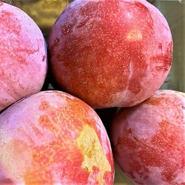 Amazon.co.jp 売れ筋ランキング: すもも・プラム の中で最も人気のある