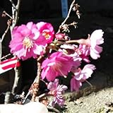 桜（サクラ）：エレガンスみゆき5号ポット ノーブランド品