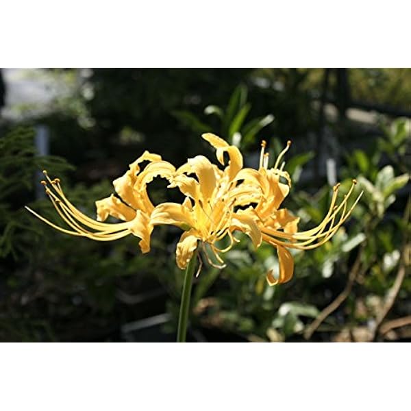 Amazon Co Jp リコリス オーレア 黄花ヒガンバナ 4号 12ｃｍｐ