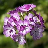 【2018年春～　開花見込み株】【山野草】日本サクラソウ「磯牡丹」