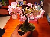 桜盆栽 八重桜盆栽 ミニ盆栽のサクラでも　ちゃんと春には　お花見できます　プチお花見