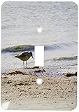 3dRose LLC lsp_37424_1 Bird with Fish On Sanibel Beach Single Toggle Switch