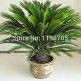 100pcs / bag,Cycas seeds, potted seed, flower seed, variety complete, the budding rate 97% 49%