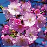 国華園　桜苗　アーコレード　1株【※発送が国華園からの場合のみ正規品です】