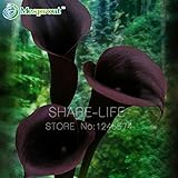 100 Pieces Red Edge black Calla Seeds Balcony Potted Bonsai Patio Plant Seeds Calla Flower Seeds