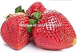 鉢植えフルーツ種子200ピース、ドイツの最新クライミングイチゴ種子、強力な戦士つる、レアルクライミング植物+ギフト