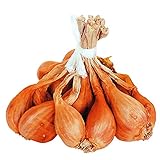 国華園　ワケギ種球　長崎紫大玉ワケギ　1kg【※発送が国華園からの場合のみ正規品です】