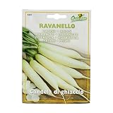 野菜の種 ラディッシュ・キャンドル白