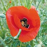 国華園　花たね　ポピー　虞美人草レッド　1袋（60mg）【※発送が国華園からの場合のみ正規品です】