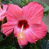 ハイビスカス：ピンクレディー5号鉢植え ノーブランド品