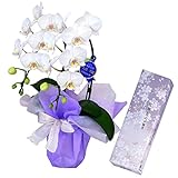 日本香堂のお線香 宇野千代のお線香　淡墨 (うすずみ) の桜　小バラ詰　特選ミディ胡蝶蘭 2本立ち 白色　アマビリス　4号陶器鉢　お供えラッピング　セット　フランス製リボン