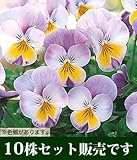 ビオラ フローラルパワースーパー ローズウイング 10.5cmサイズ大ポット 10ポットセット パンジー ビオラ すみれ 苗 寄せ植え