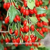 2016年5種類の200 /パックベリー種子BIG BERRYのSEEDラズベリー室伏ブルーベリー、ブラックベリー、桑イチゴ種子フルーツ種子