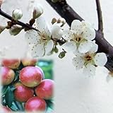 ウメ（梅）：露茜（つゆあかね）4～5号ポット[ピンクの梅酒ができる！果樹研究所育成品種][苗木] ノーブランド品