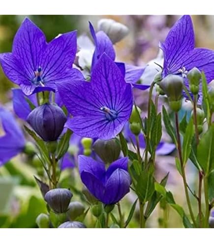 ききょうです。 Amazon.co.jp: 株式会社トーホク 大輪ききょう 00600 : DIY・工具