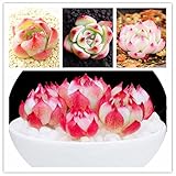 egrow 100pcs\/pack echeveria succulents lithops seeds home