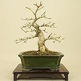 いよじ園 匂い楓 / ニオイカエデ （小品盆栽） 【雑木盆栽】