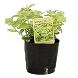 花市場直送便 リシマキア オーレア 8入