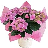 さかもと園芸　達人のあじさい　【 フェアリーアイピンク 】　母の日　あじさい　アジサイ　紫陽花　花鉢植え　花　ギフト　プレゼント　贈答品