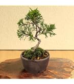 Amazon｜盆栽 六角堂柳【現品】（3018）｜観葉植物 オンライン通販