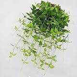 Kicode 38 "人工花のワインラタンガーランド植物アイビーリーフ壁ハンギングウェディングリビングルームバルコニー葉の装飾