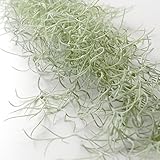 【Blooming＆me】フラワーデザイナー推薦 枯れない 高品質 上質な造花 観葉植物 壁掛け インテリア スパニッシュモス ウスネオイデス ライトグリーン (全長約70cm) [並行輸入品]