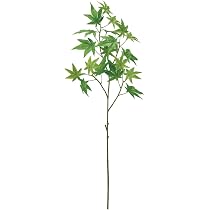 Amazon｜東京堂(Tokyodo) Deco Green 青もみじ GREEN FG002029-zzz