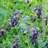 国華園　花たね セリンセ 1袋(500mg)【※発送が国華園からの場合のみ正規品です】
