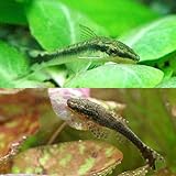 Amazon 熱帯魚 オトシンネグロ 国産ブリード ４匹 北海道 九州航空便要保温 Charm チャーム 観賞魚 水中生物 通販