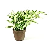 ワンダリングジュー 光触媒人工観葉植物 インテリア グリーン 陶器ポット入り ハイグレード 18cm