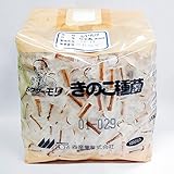 キノコ種菌 　種駒菌 　しいたけ　にく丸　森290号　秋春出　1000駒