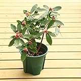 花付き葉色バツグンの特上苗：沈丁花(ジンチョウゲ) 赤花*限定12本