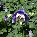 【山野草】八甲田オダマキ