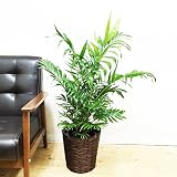 チャメドレア 鉢カバー付 観葉植物 テーブルヤシ ヤシの木 ヤシ インテリア 中型