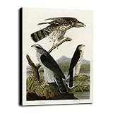 Goshawk Stanley Hawk byヴィンテージAppleコレクション 20.00"x13.28" 116418-36-24FUSA