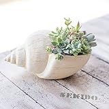 多肉植物 寄せ植え taniku シェル ポット Bタイプ Mサイズ