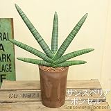 観葉植物：サンスベリア ボンセル *