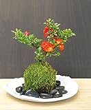 年に数回可憐な花が楽しめます。名前も縁起がいいでしょ？【紅長寿梅（べにちょうじゅばい）の苔玉（こけだま）・楕円白粉引器・敷石セット】 (敷石の色（黒石）)