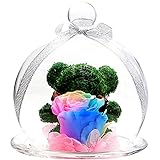 TEATSIGHT プリザーブドフラワー アニマルモス ガラスポット入り フラワーアレンジ ラッピング済み （ ベア レインボーローズ ）