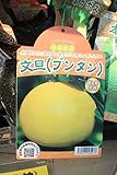 果樹苗 接木 文旦(ブンタン) 1年生 【送料込価格】
