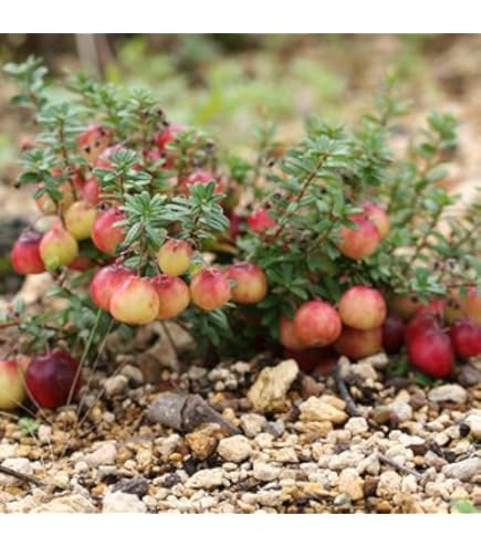 Amazon.co.jp: クランベリー苗木 1年生苗 12-13.5cmポット苗