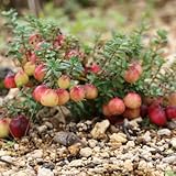 大実ツルコケモモ