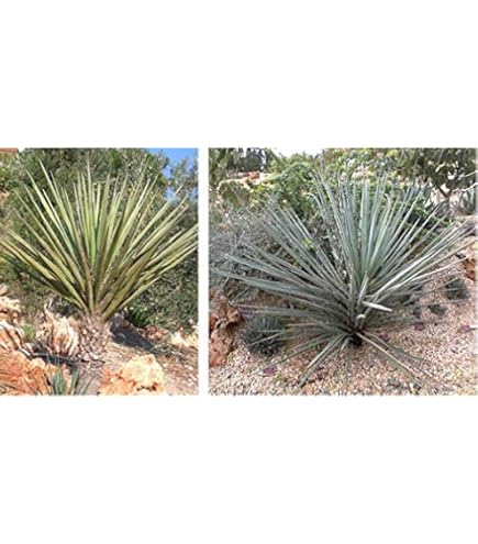 Amazon.co.jp: 【種子】Jubaea Chilensis耐寒性ヤシ